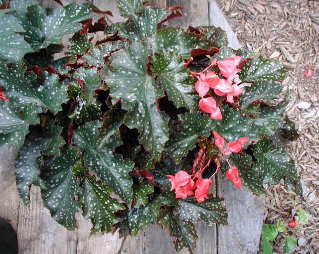 B. ‘Jackie Brookshire’